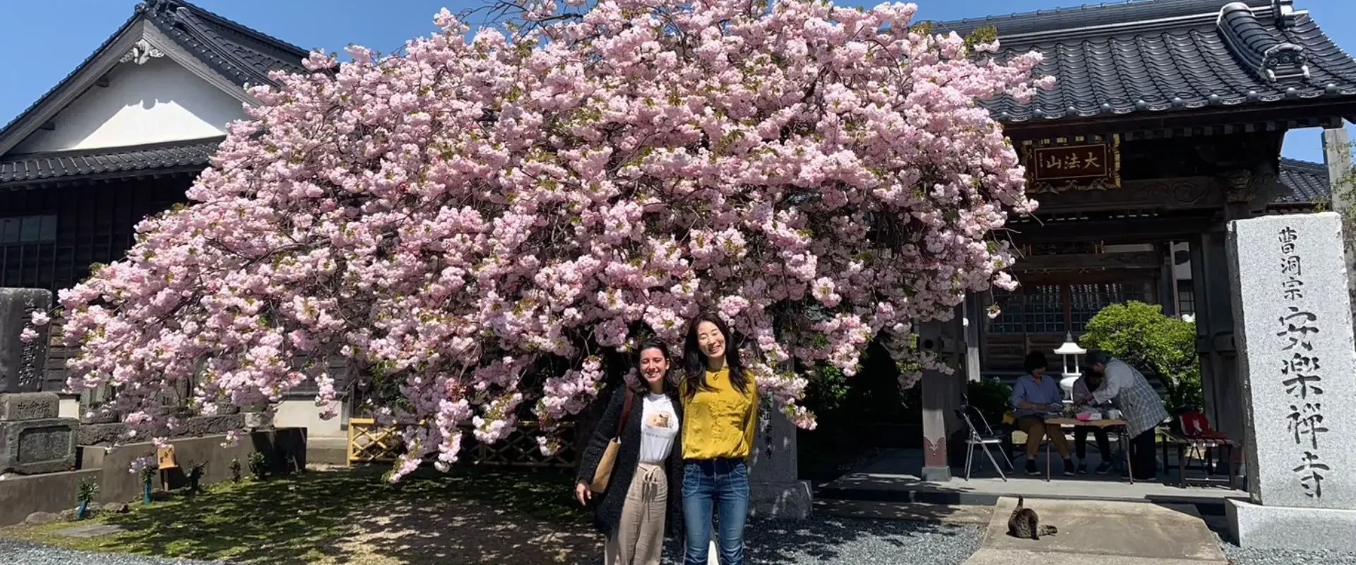 Primavera Giappone